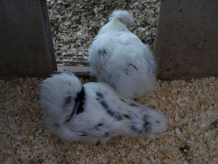 To dalmatiner farvet høner som der skal være avlsdyr i 2011 