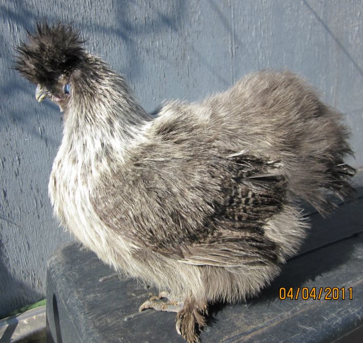Sølvildfarvet høne med skæg, avlshøne af egen avl.