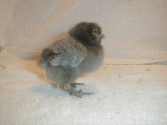 Blå-vildfarvet kylling fra 17-2-2002 