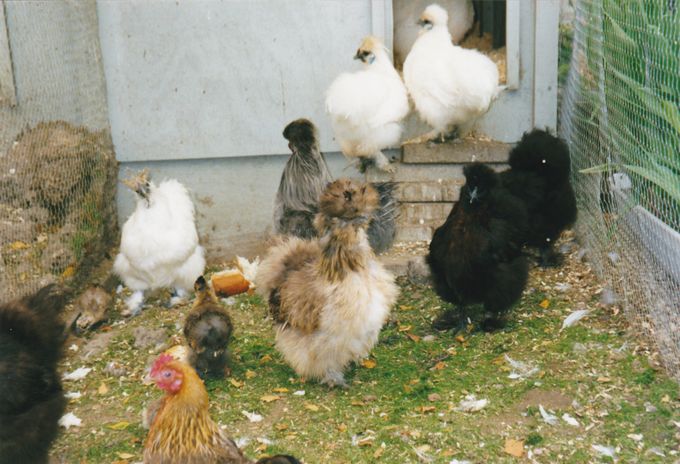 Sidste høner fra projektet. 