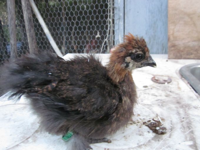 





Vildfarvet hane kylling, bliver bedre brun på kroppen og har ikke grå dun, om bryste farven bliver sort er svært at sige, men en hane som helt sikkert skal gemmes, den bliver nok lidt for stor  