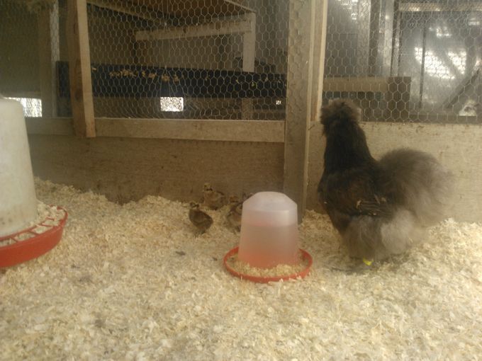 





Skruk høne med 9 vildfarvet kyllinger