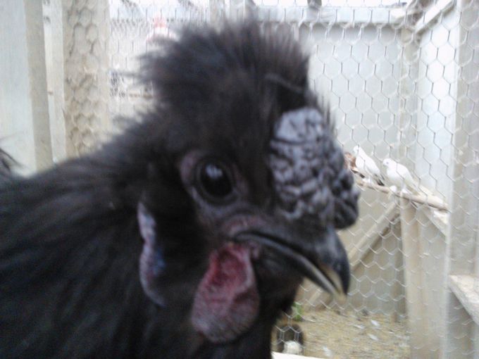 Stor kam og synlige hagelapper på sorte hane med skæg, kammen har så også horn på bagkam.