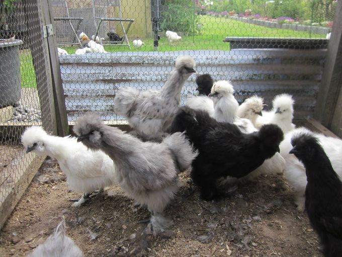 Nogle af de sorte høner sammen med andre høne kyllinger.
