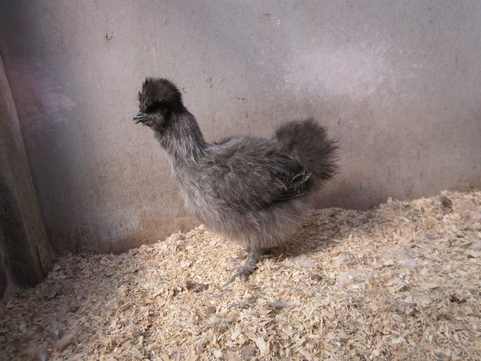 Sølvildfarvet høne med god farver og type