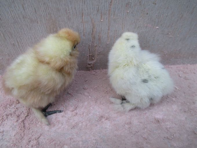 Hvid kylling til venster og hvid-sortfjert ( dalmatiner) til højre
De skal begge have hvid grundfarve, så er det om jeg har fået lavet gode hvid-sortfjeret eller dårlige hvide.  
