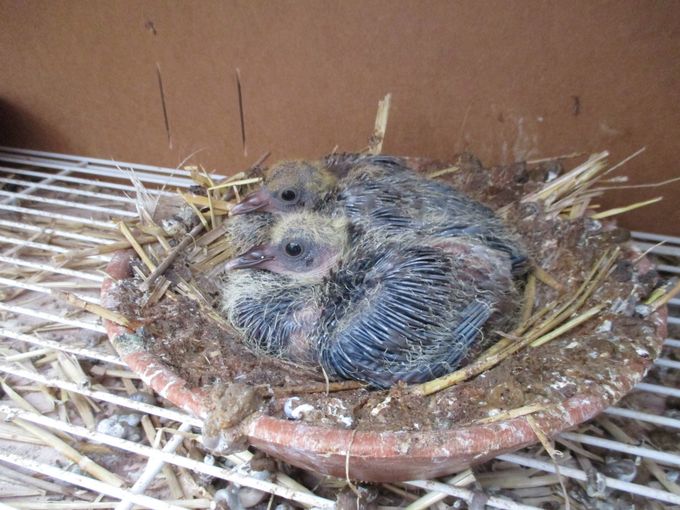 De første due unger, de er grimme når de er i den alder.