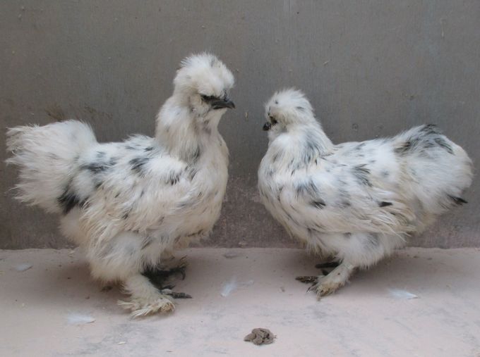 To dalmatiner  høner i rimelig farve, de skal nok bliver klar til udstillingerne 