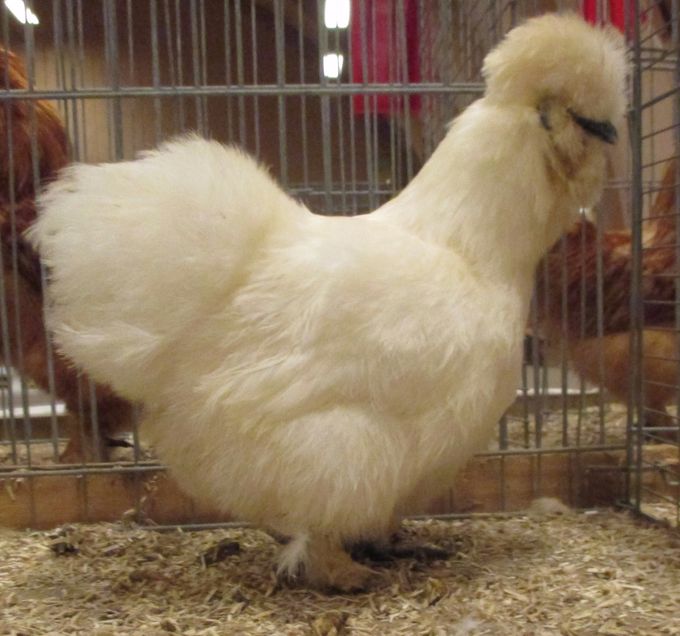 Hvid høne med skæg fra 2015, hun skal bruge i avlen 2016 