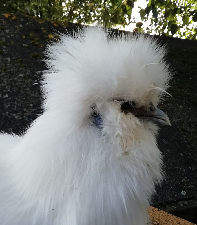 God hoved på hvid høne med skæg fra 2018 