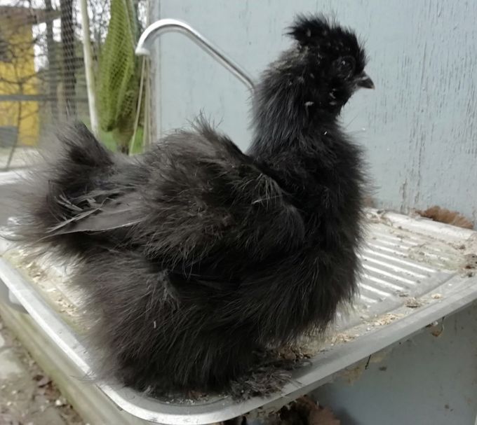 Der er godt vækst og denne kyllingen ( hane) har en godt type og fjerstruktur 