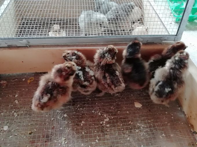 Nogle af de vildfarvet kyllinger fra 2019. 