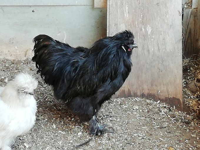 Den sorte avls hane fra 2019 af egen avl, han har lidt dårlig type og virker langbenet, lidt dårlig fjerstruktur, MEN han er sort 