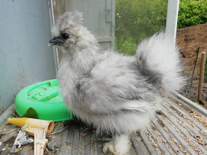 En af de første splash kyllinger bliver en høne, ser fin ud i alle dele, en mulig ny avlshøne i 2021.