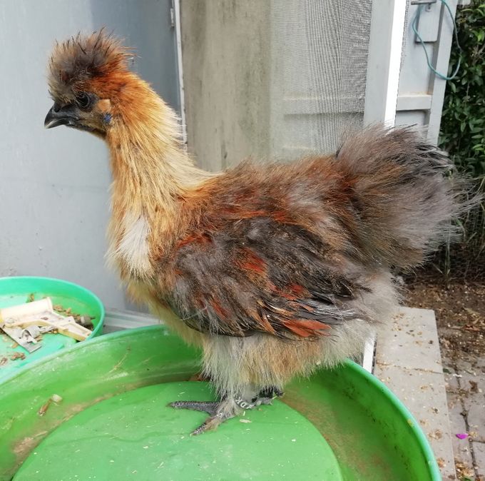En af de første kyllinger som der var født brune, det bliver en hane og han viser ikke helt den rigtige brune farve endnu, man kan godt se det blå i halen og vingerne