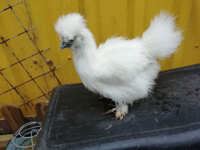 En hvid høne kylling 2022 tegner godt 